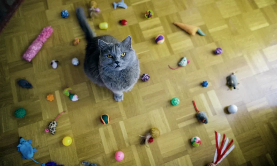 Cat-Approved Toys: The Ultimate Guide