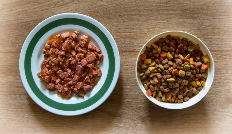 Dry food VS Wet food