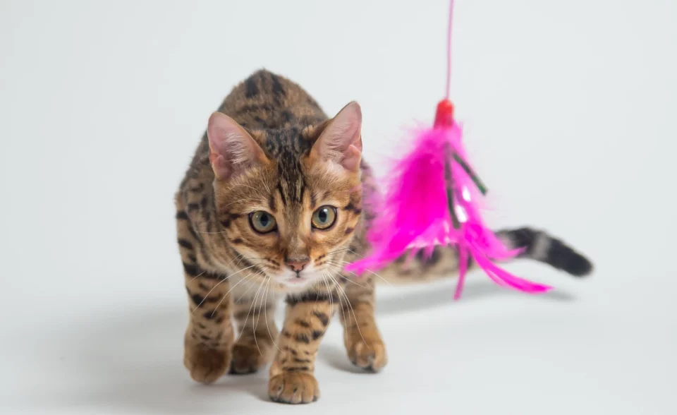 The Benefits of Playing with Your Cat