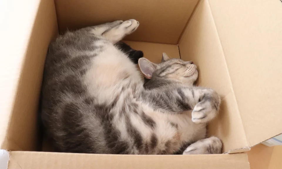 Why Do Cats Love Boxes?