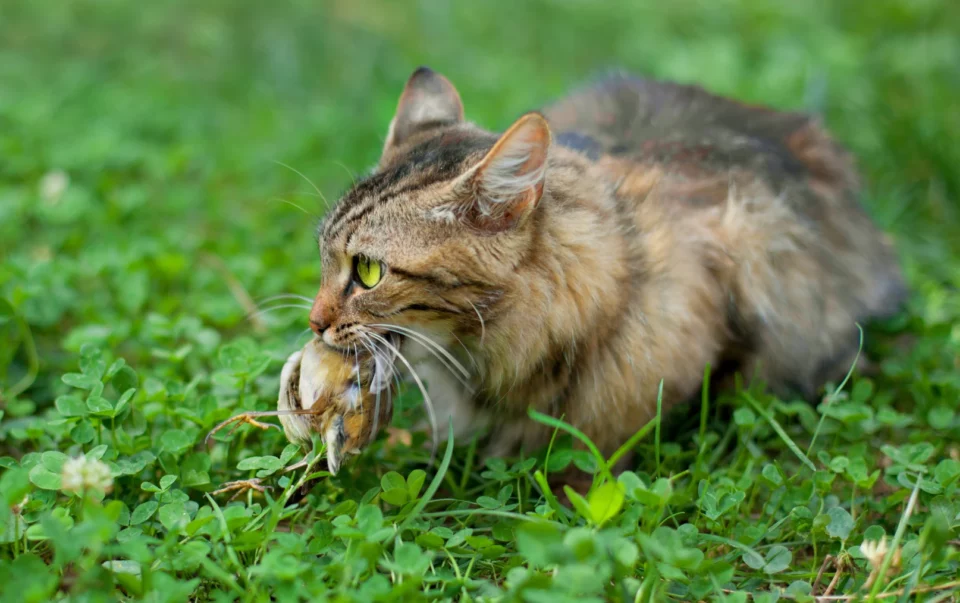 Why do outdoor cats like to bring dead animals into the house