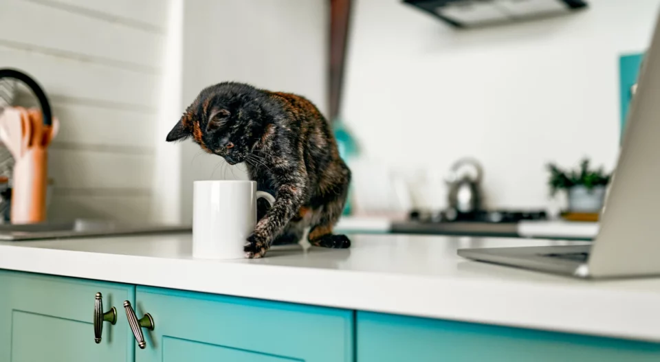 Cats Pushing Things Off Tables