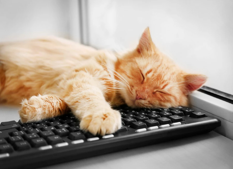 cat on keyboard -CatLoversGiftShop