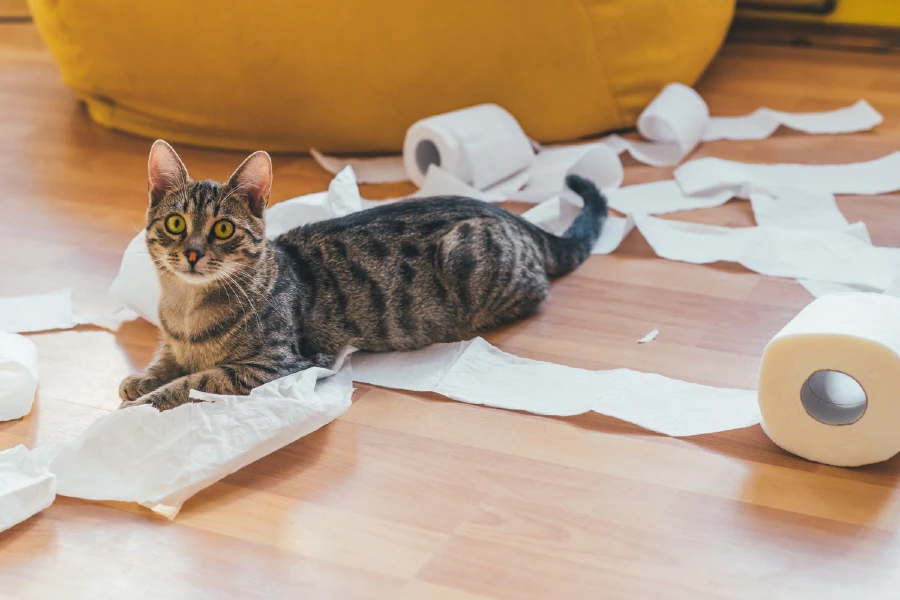 cat with toilett paper - CatLoverGiftShop