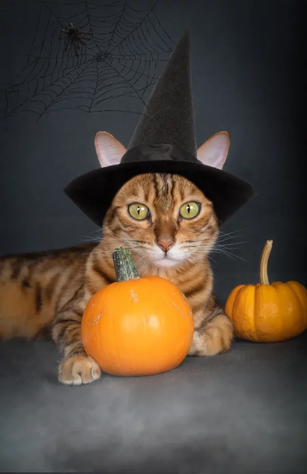 cat photo contest
