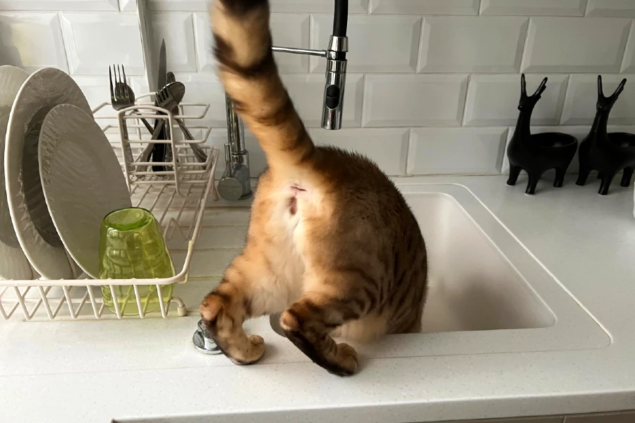 why cats drinking running tap water